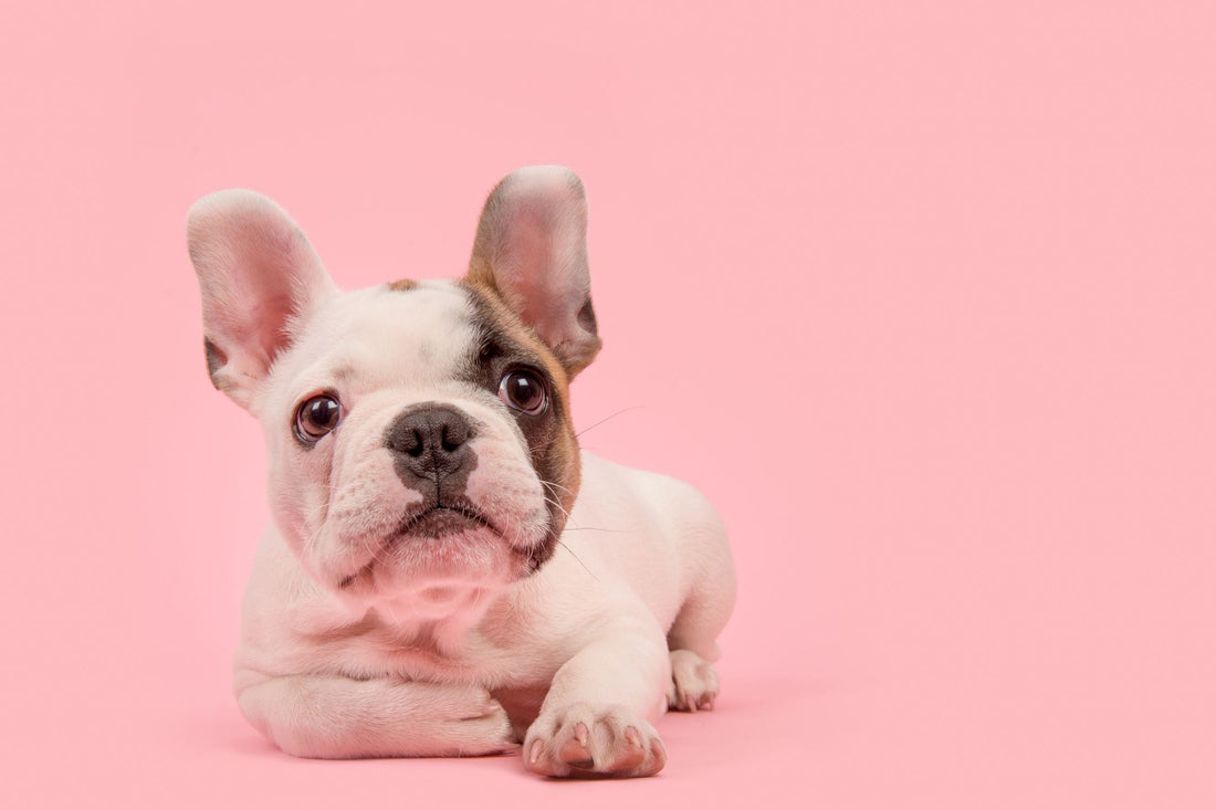 No somos una tienda más de mascotas (y te contamos por qué)