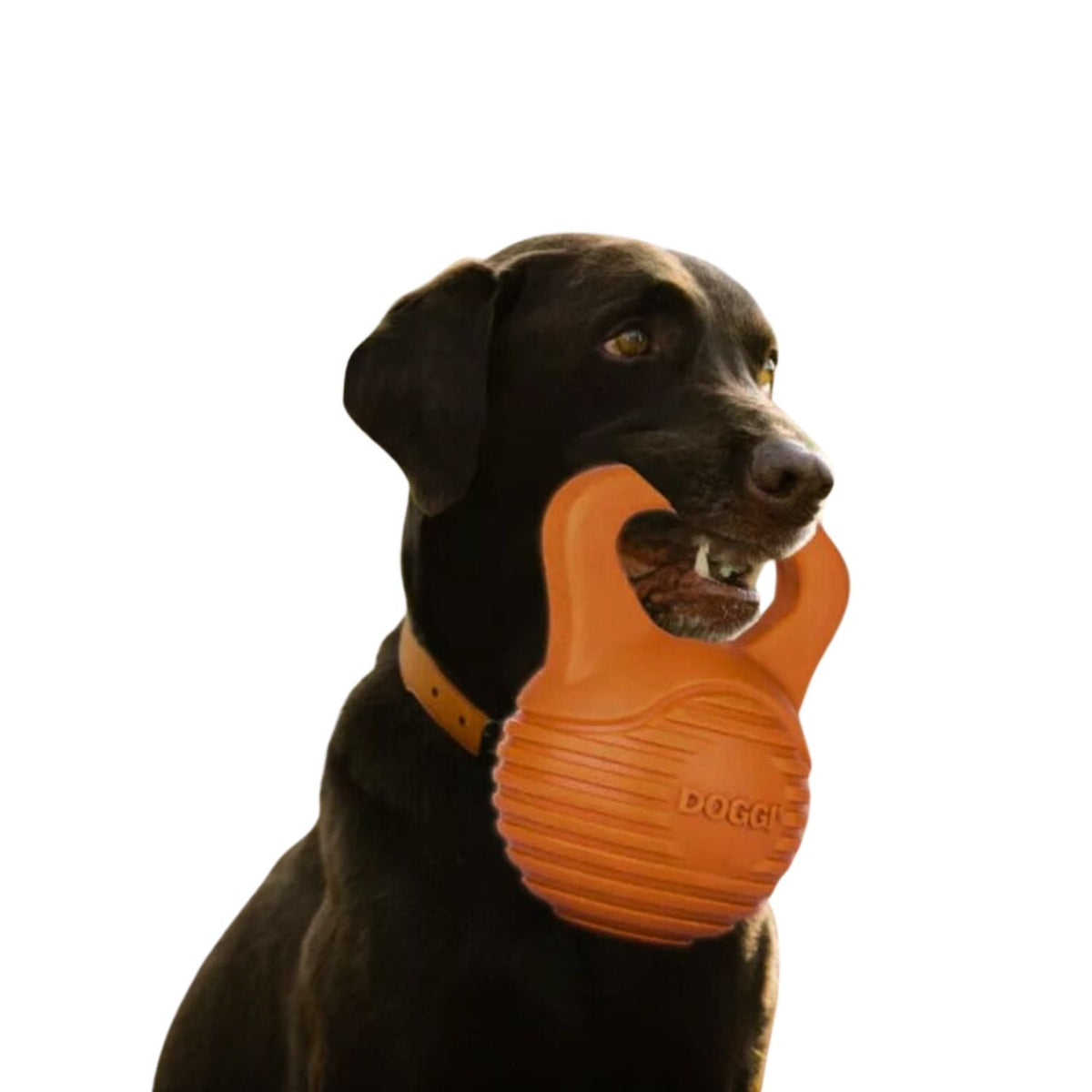 Juguetes para Perros