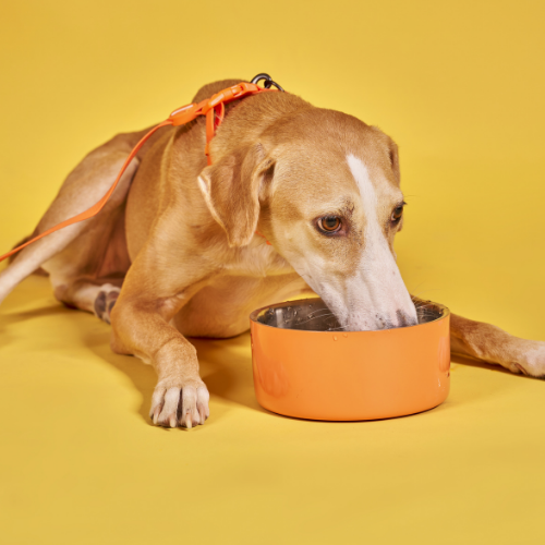 Alimentación Perros
