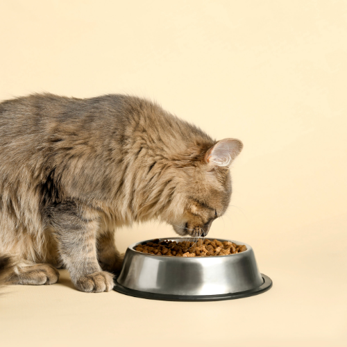 Alimentación gatos