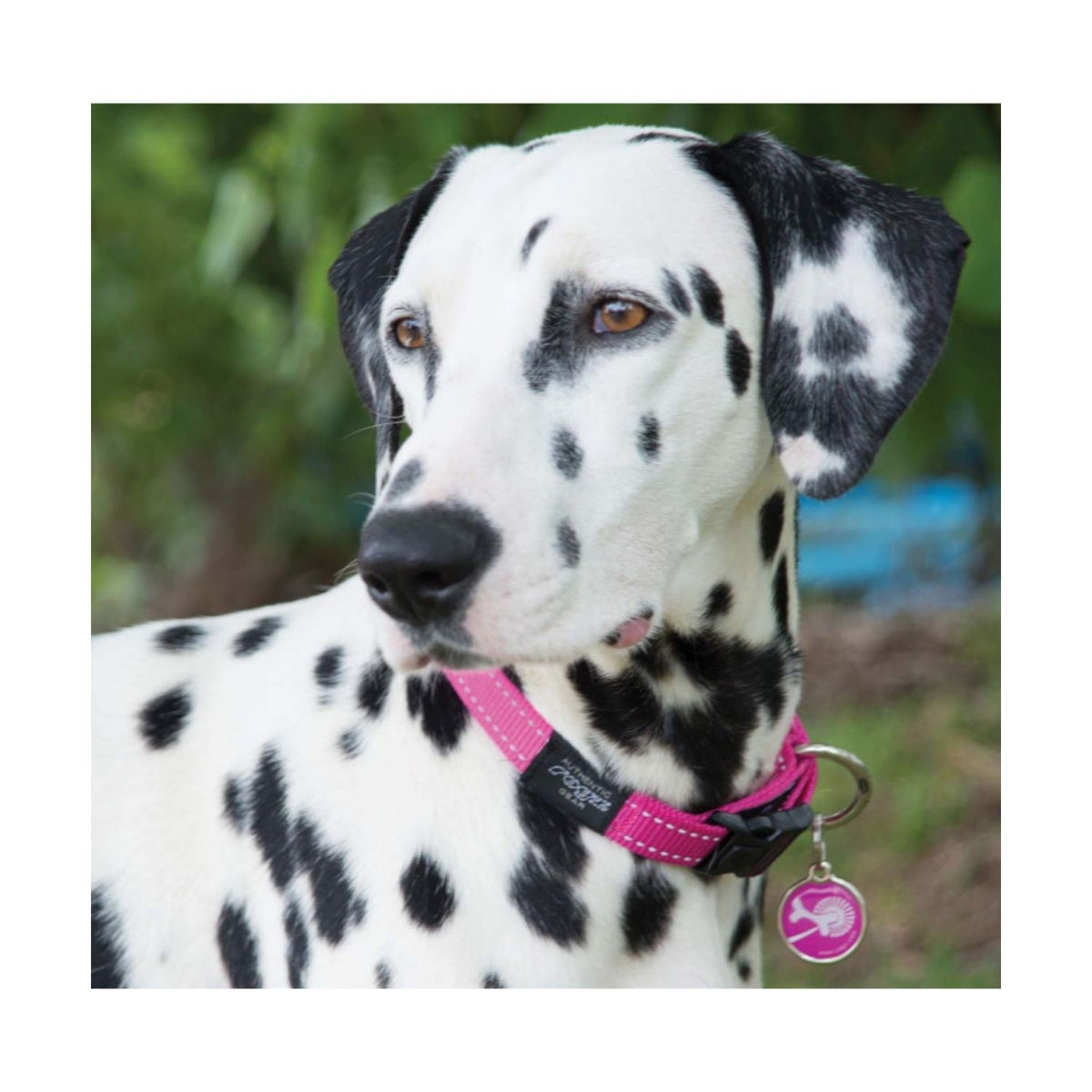 Rogz Collar Classic Rosa