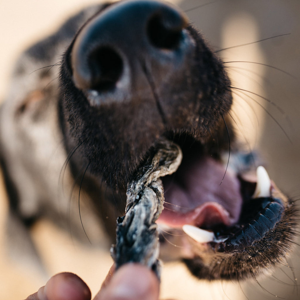 Fish4Dogs Dental Sea Jerky Fish Twists 100 g (10)
