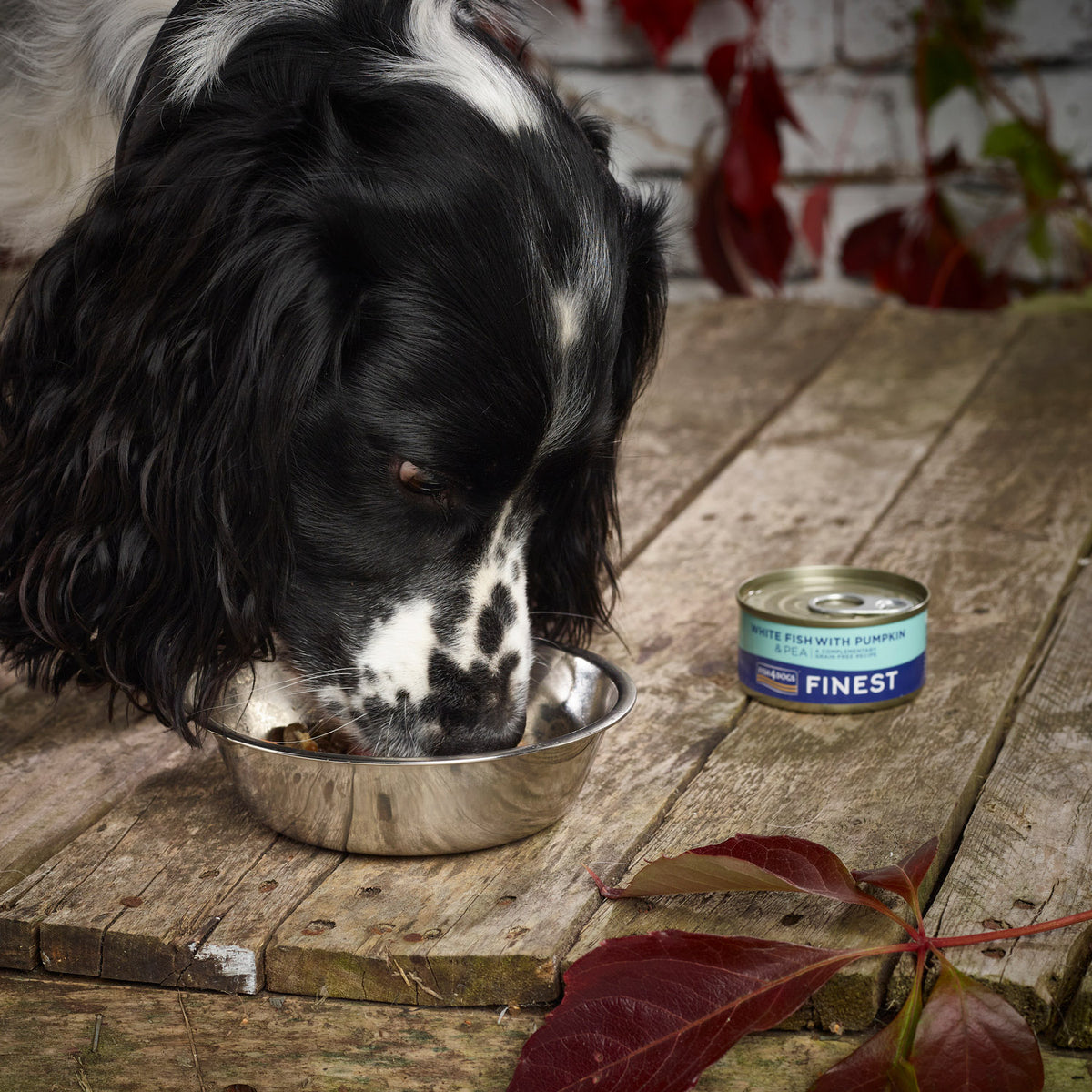Fish4Dogs Lata Pescado con Calabaza & Guisante 85 g (12)