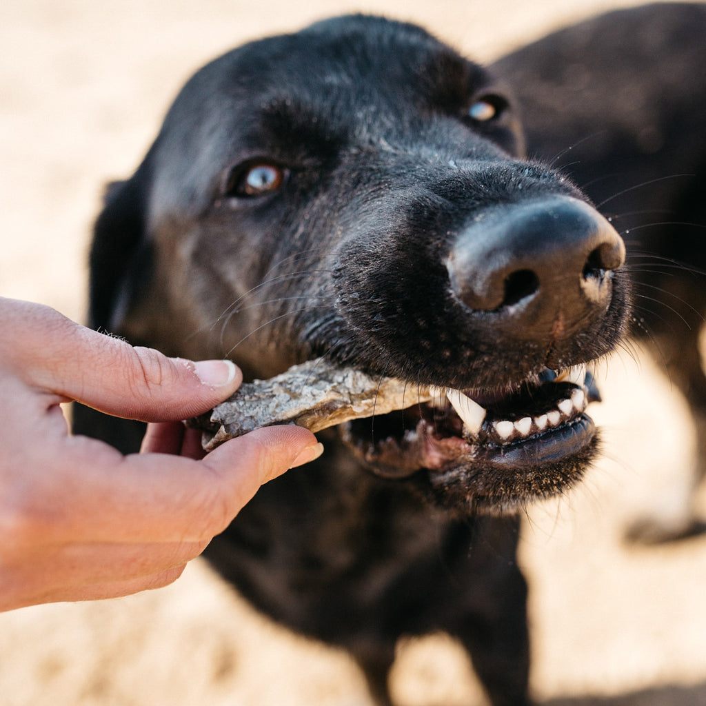 Fish4Dogs Dental Sea Jerky Fish Strips 100 g (10)