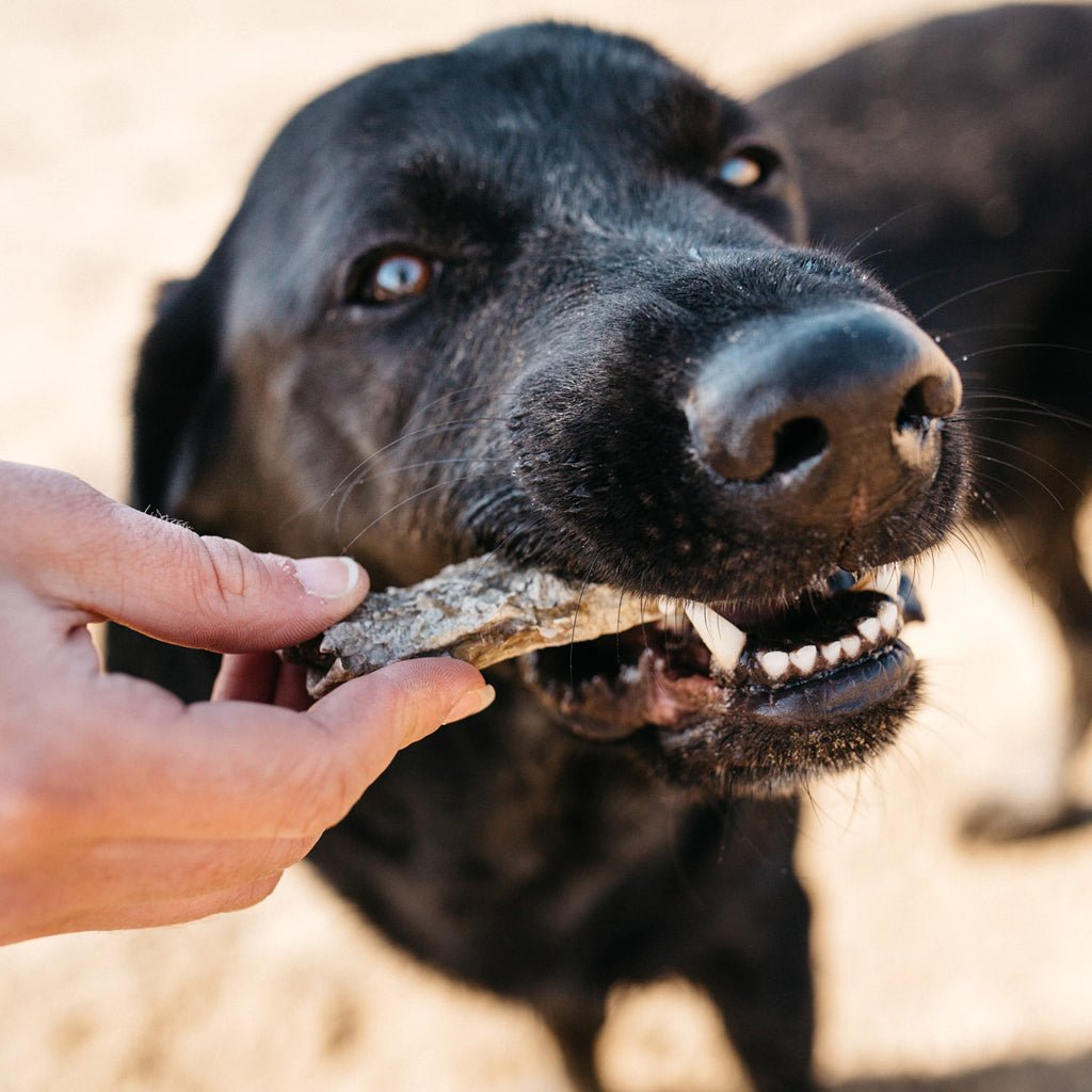 Fish4Dogs Dental Sea Jerky Fish Strips 500 g (4)