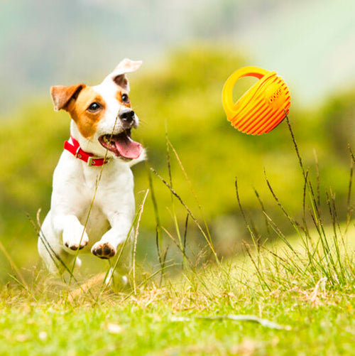 Doggi Ball