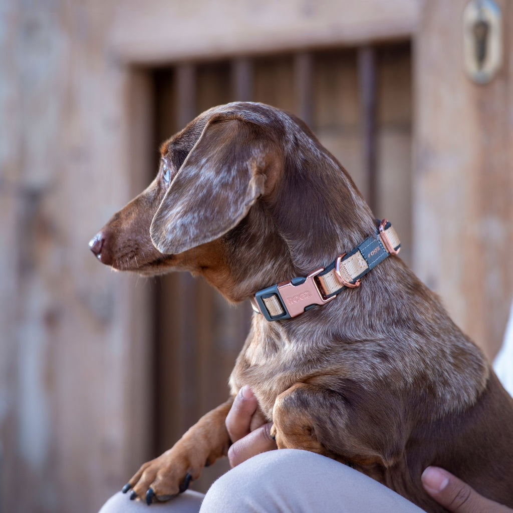 Rogz Collar Urban Fast-Fit Dorado
