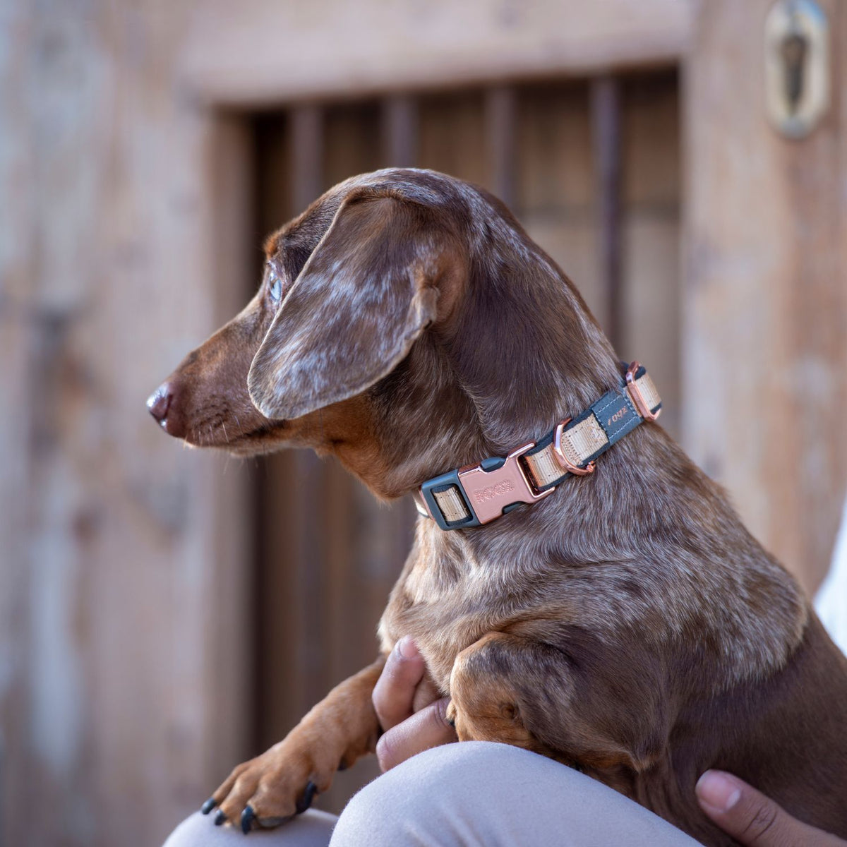 Rogz Collar Urban Fast-Fit Dorado