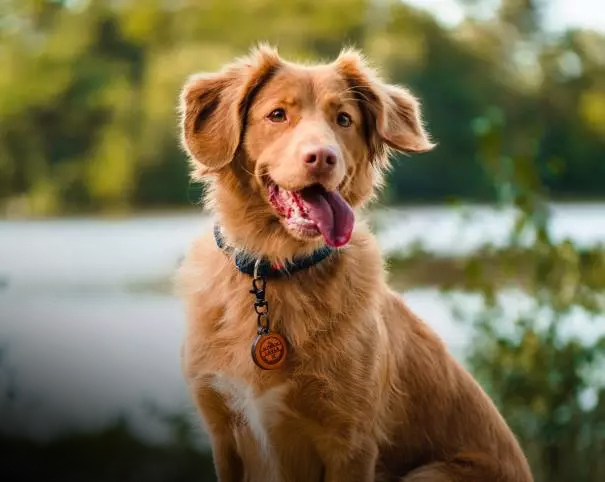 Accesorios para perros