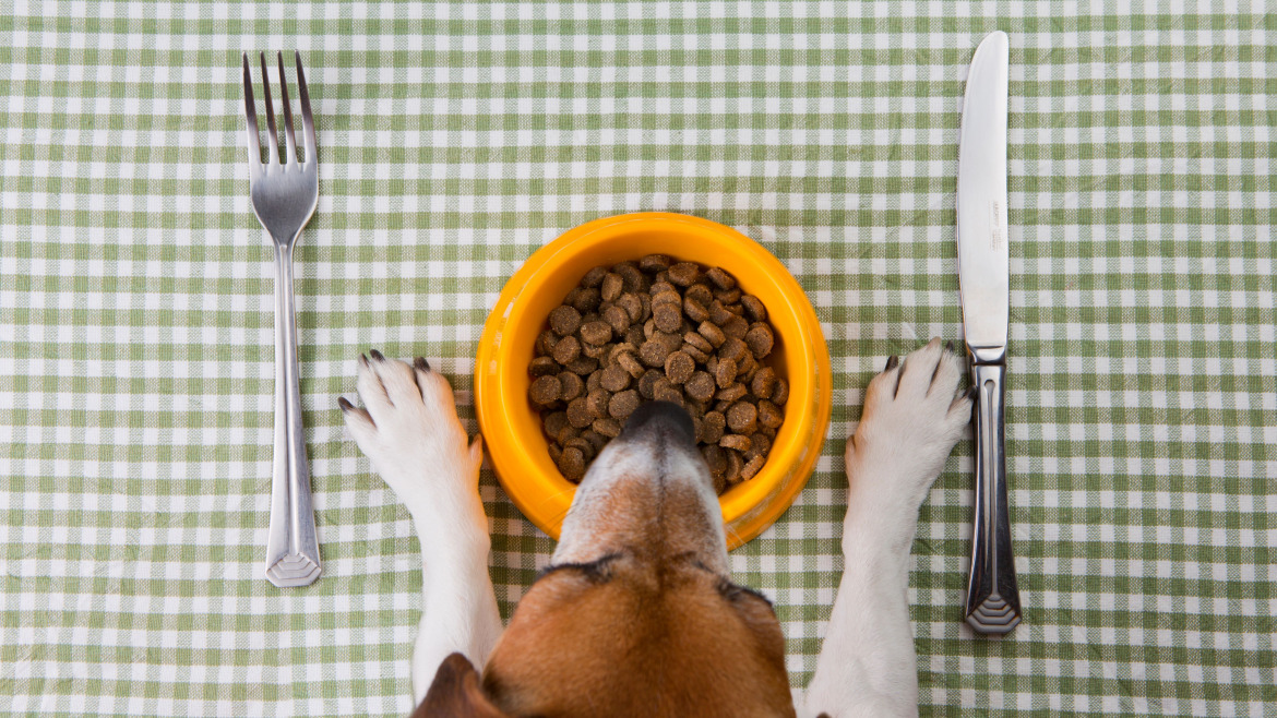 8 Beneficios Clave de la Alimentación Húmeda Naturo para Perros y Gatos