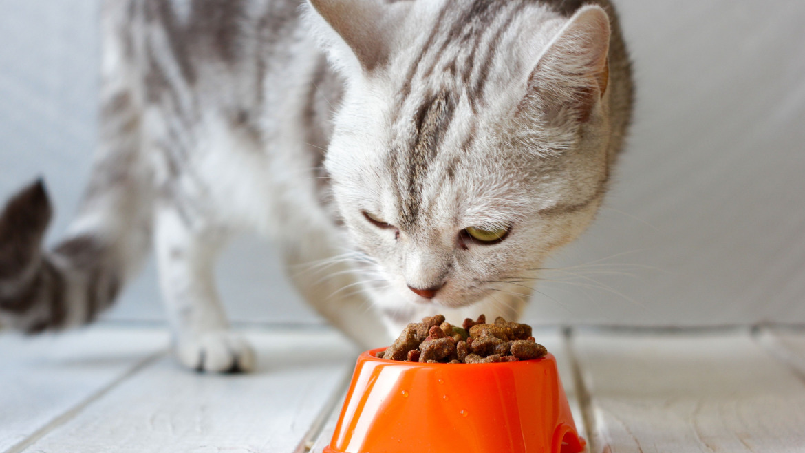 9 Claves de Oasy para una Nutrición Canina y Felina Integral