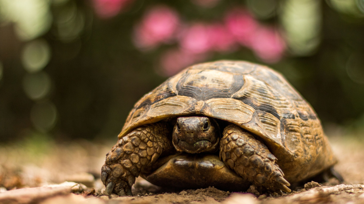 13 Puntos Clave para el Cuidado de Tortugas Domésticas: Guía Exhaustiva