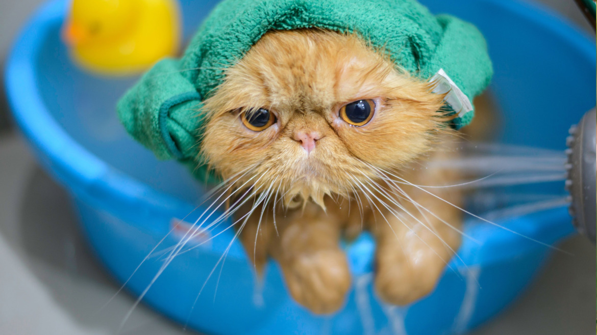 12 Claves Esenciales para el Baño de Gatos: Mitos y Verdades