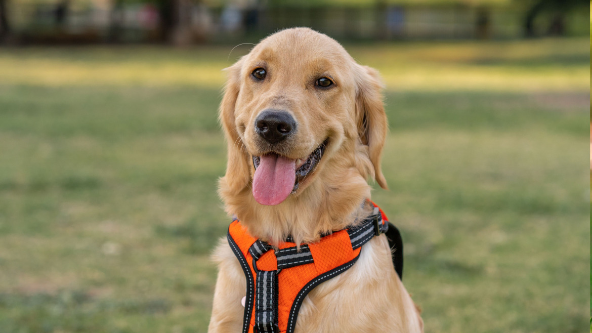 13 Consideraciones Esenciales para Elegir entre Arnés o Collar para tu Perro