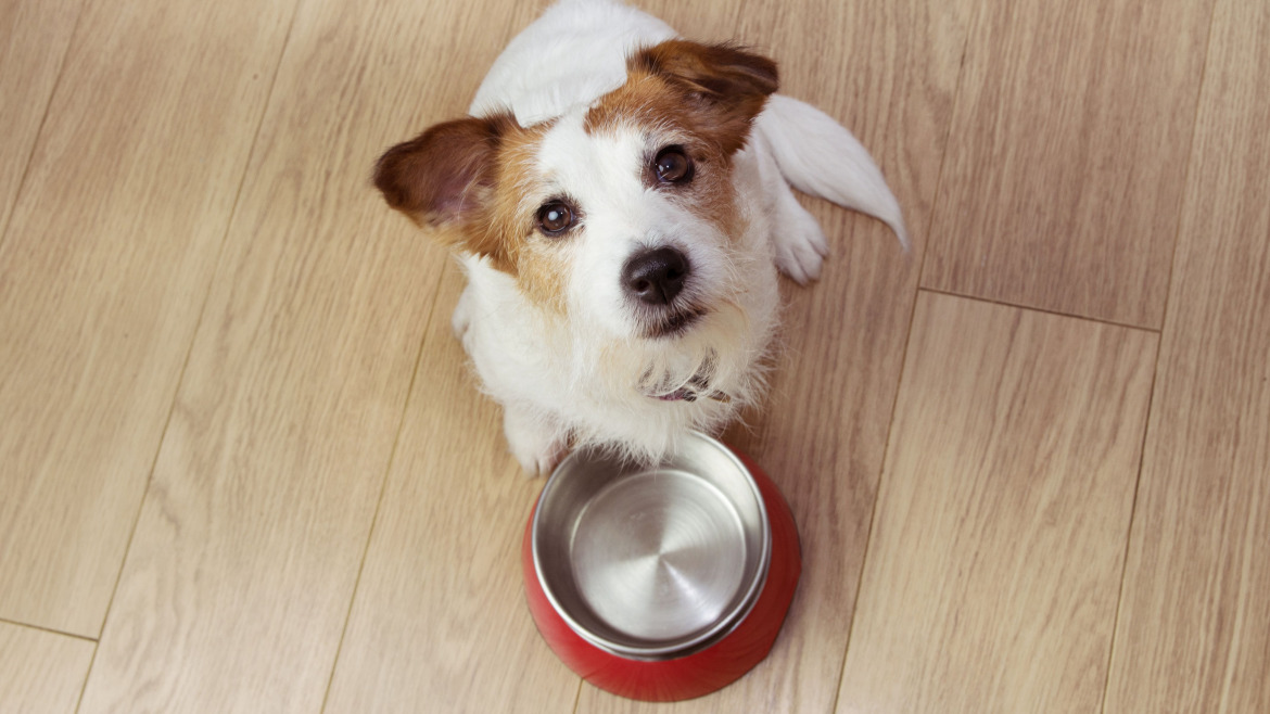 5 Beneficios Clave del Alimento Naturo para Perros: Nutrición Natural y Saludable