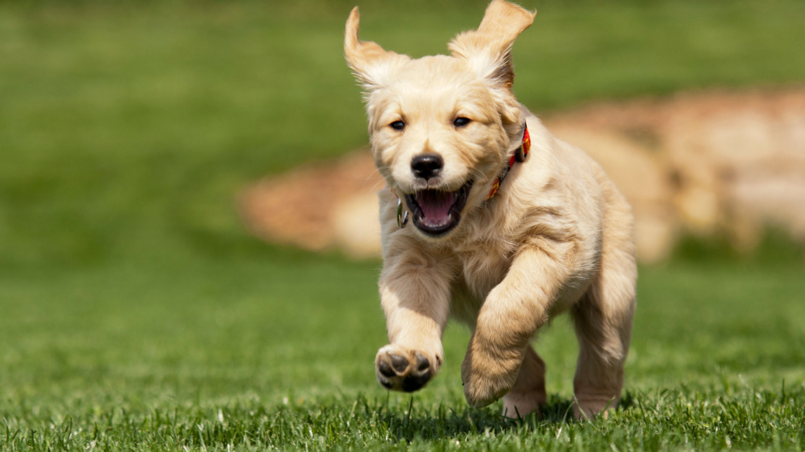 5 Consejos Indispensables para el Cuidado de tu Cachorro