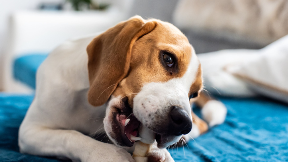 5 Beneficios de los Nuevos Snacks Wuapu para el Entrenamiento Canino