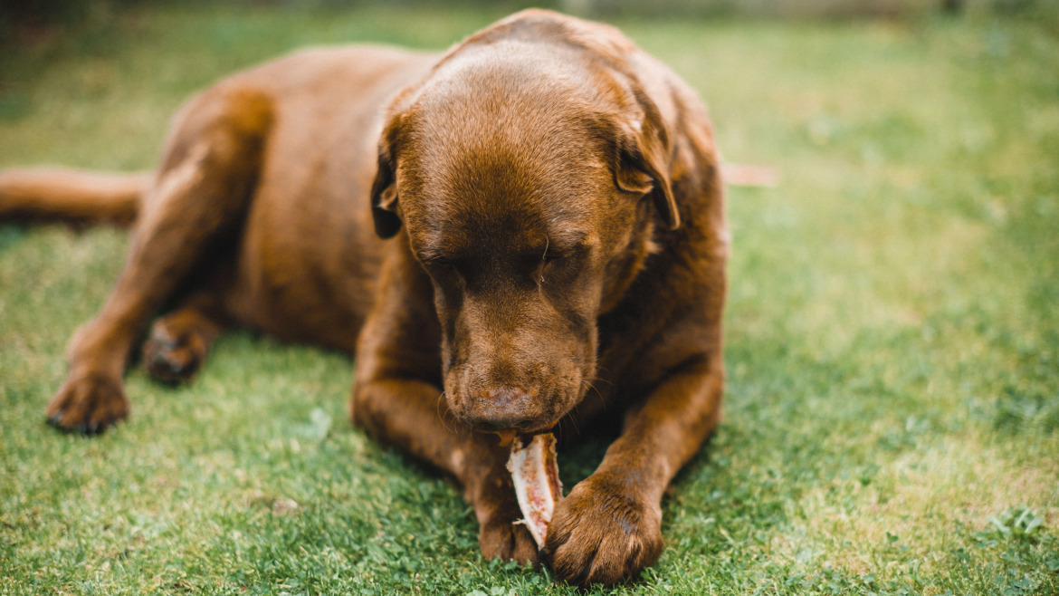 5 Razones por las que el Cuerno de Vacuno es el Snack Ideal para Perros