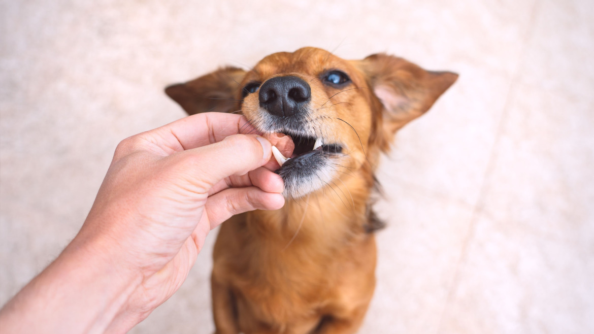 7 Momentos Perfectos para Disfrutar de los Nuevos Snacks Wuapu con tu Perro