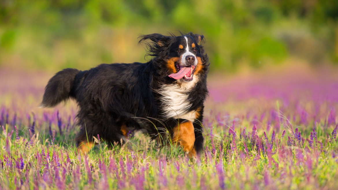 5 Maneras en que la Primavera Afecta a los Perros y Cómo Ayudarlos