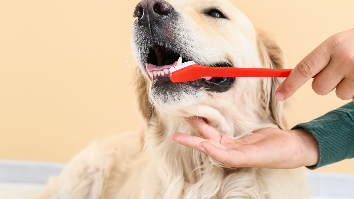 7 Claves para Mejorar la Salud Bucodental de Tu Perro con Snacks y Juguetes