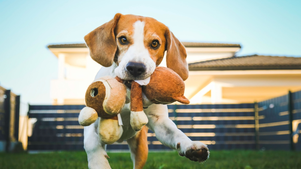 7 Tipos de Juguetes Rogz y Wuapu para Cada Perro