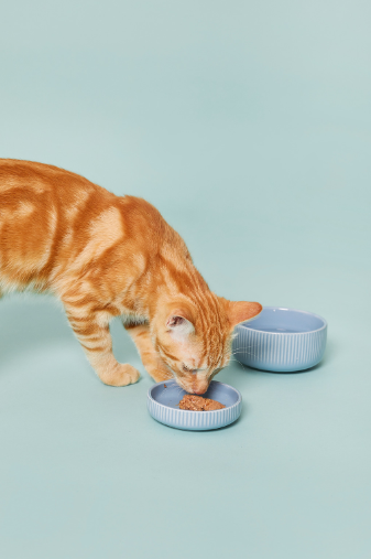 5 Razones para Elegir Almo Nature: Alimentación Húmeda de Alta Calidad para Tu Mascota