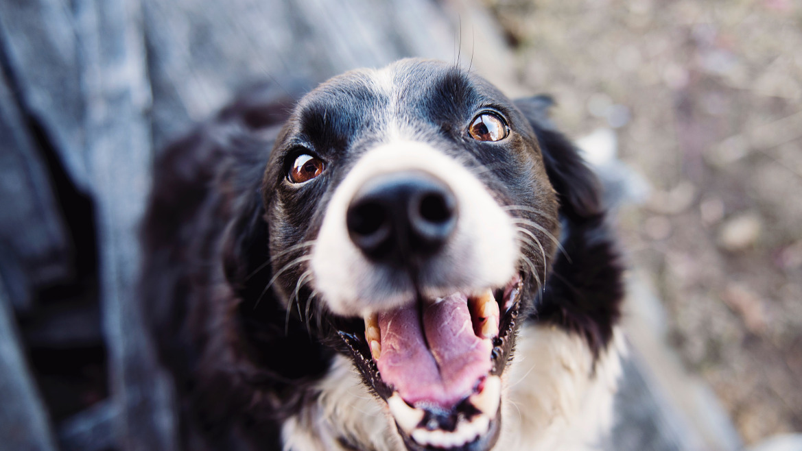 7 Razones Inapelables para Elegir Kooda para tus Mascotas