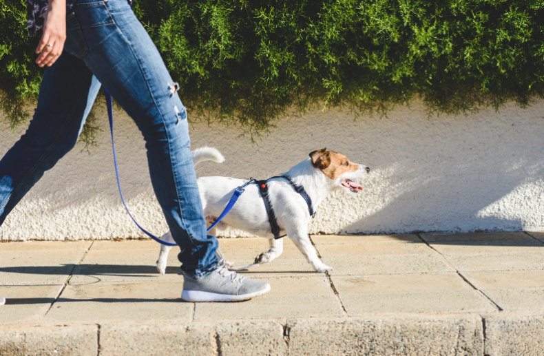 7 Claves para Elegir los Productos Rogz para Tu Perro: Seguridad y Confort en Cada Paseo