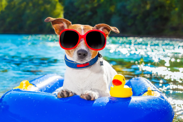 7 Consejos para Evitar el Calor Extremo en Mascotas y Mantenerlas Seguras