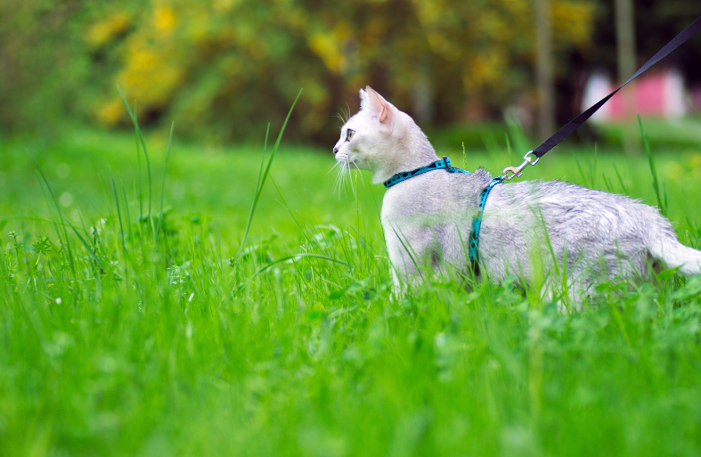  7 Beneficios de Pasear a un Gato con Correa y Cómo Saber si Está Disfrutando