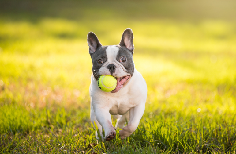 5 Pasos Clave sobre Cómo Enseñar a un Perro a Buscar la Pelota y Traértela