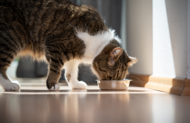 4 Innovaciones en Alimento Húmedo de Almo Nature para Gatos: Calidad y Variedad