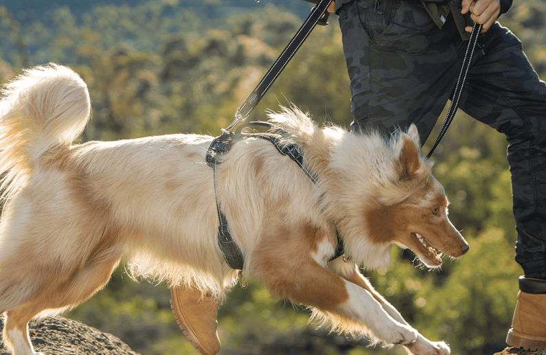 8 Motivos por los que Rogz es la Marca Líder en Accesorios para Perros