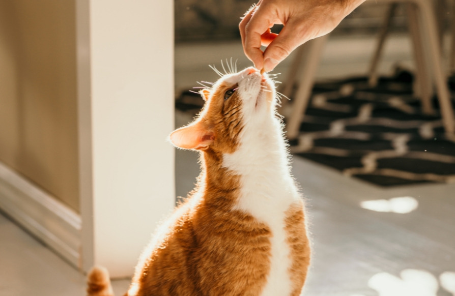 Razones para Probar los Nuevos Snacks de Truly para Gatos