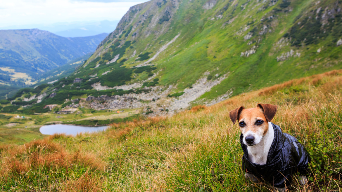 10 Actividades de Invierno Únicas para Disfrutar con tu Perro